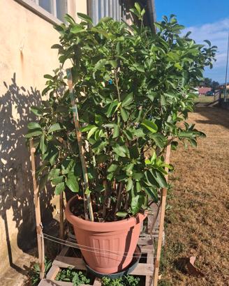 Alberi limoni
