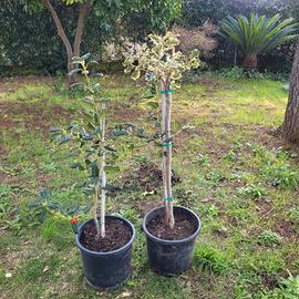 agrifoglio due alberi 
