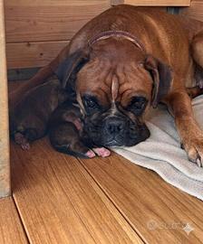 Cuccioli Boxer