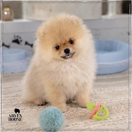 Spitz Nano Pomerania Toy con pedigree