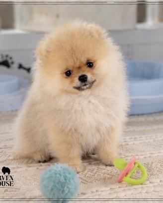 Spitz Nano Pomerania Toy con pedigree