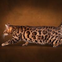 Gatto British Shorthair Bengala Sacro di Birmania