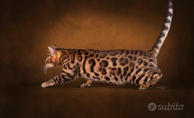 Gatto British Shorthair Bengala Sacro di Birmania