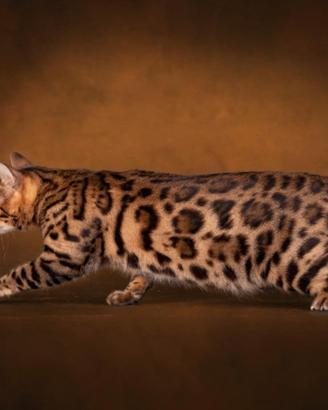 Gatto Bengala Femmina Adulta