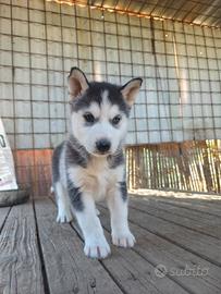 Husky