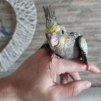 Calopsite allevate a mano