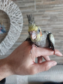 Calopsite allevate a mano