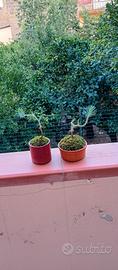 mini bonsai di pino silvestre 
