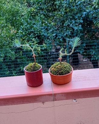 mini bonsai di pino silvestre 