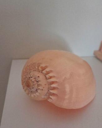 Conchiglia Vintage da collezione 