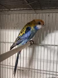 Rossella pennant
