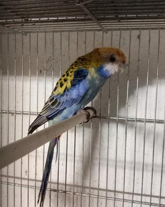 Rossella pennant