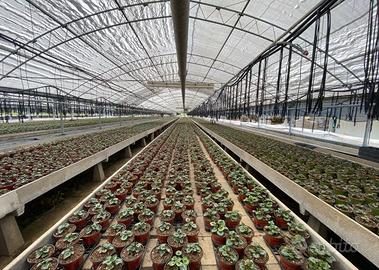 Serra tunnel agricola zincata a caldo