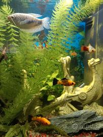 Piante acquario 