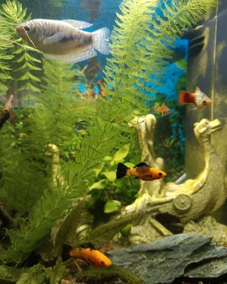 Piante acquario 