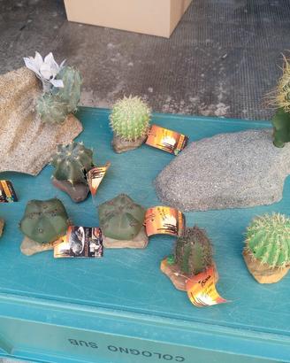Accessori per terrario prezzo per tutti i 9 pezzi