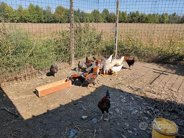 Galline