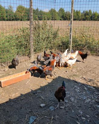 Galline