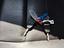 Immagine 12