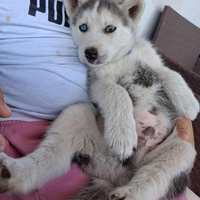 Siberian husky ultimi 2