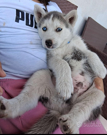 Siberian husky ultimi 2