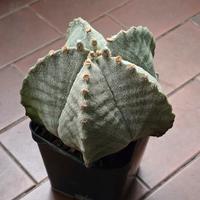 Astrophytum myriostigma