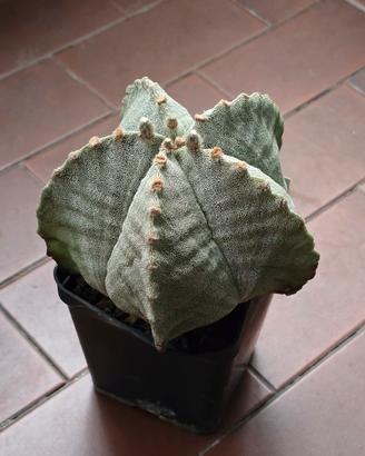 Astrophytum myriostigma