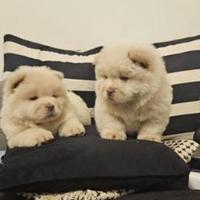 Cuccioli di chow chow maschi femmine