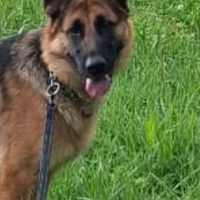 Olly femmina di pastore tedesco