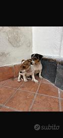 Jack russell toy