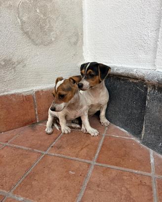Jack russell toy