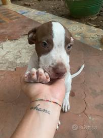 Cucciola di Amstaff