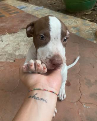 Cucciola di Amstaff