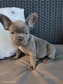 Bulldog francese