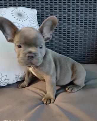 Bulldog francese