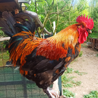 Galline Galli Pulcini Polletti