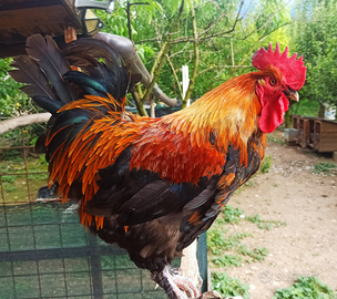 Galline Galli Pulcini Polletti