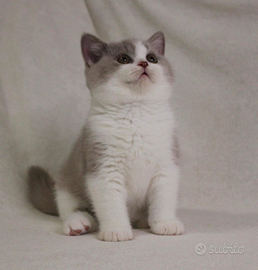 British shorthair, scottish pedigree