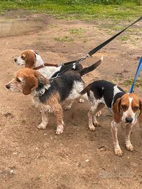 Cani da caccia al coniglio