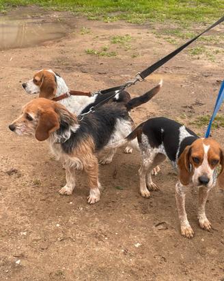 Cani da caccia al coniglio