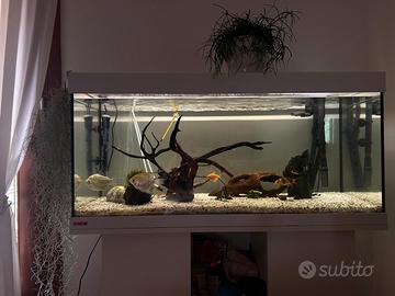 🐠 Acquario EHEIM 180 litri completo con pesci