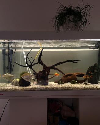 🐠 Acquario EHEIM 180 litri completo con pesci