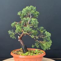 Ginepro itoigawa bonsai