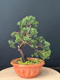 Ginepro itoigawa bonsai