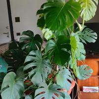 Monstera Deliciosa adulta