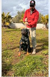 Rottweiler