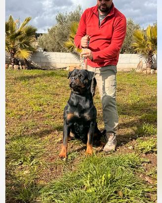 Rottweiler