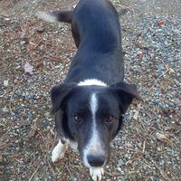 Cane border collie