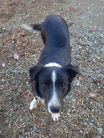 Cane border collie