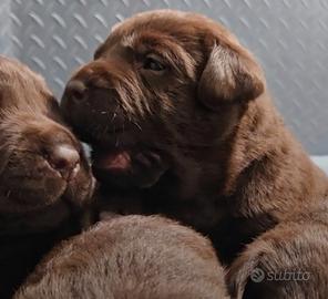 Cuccioli labrador cioccolato